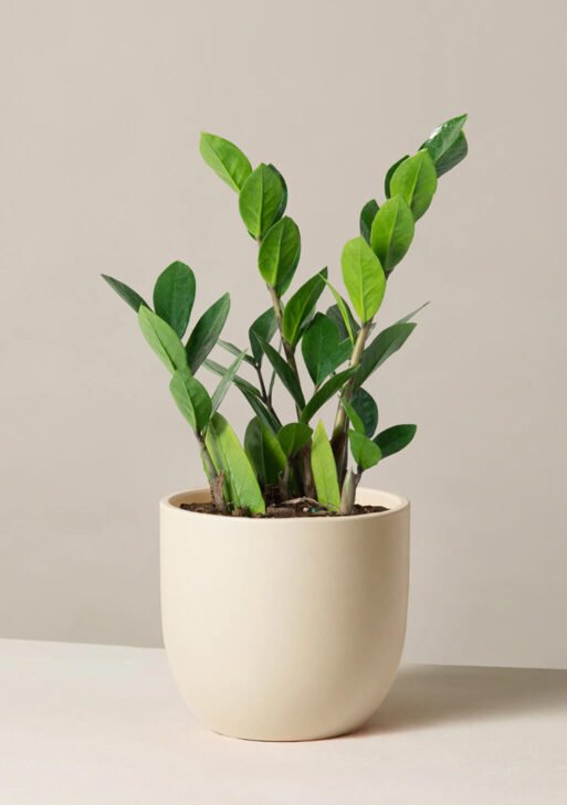 ZZ Plant