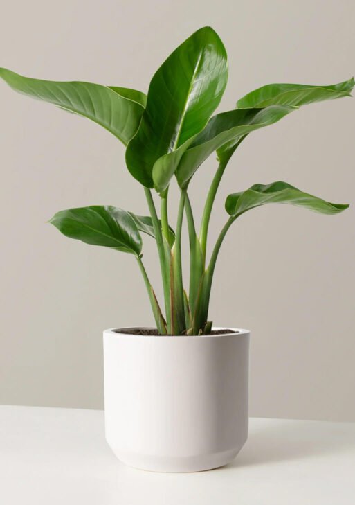 Ficus 'Ruby'